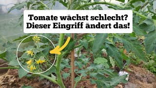 deine Tomaten amp Paprika werden danach explodieren [upl. by Lavinie92]