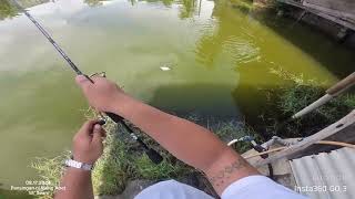 Tinys Mancing Adventures E12  TARPON [upl. by Eidnam546]