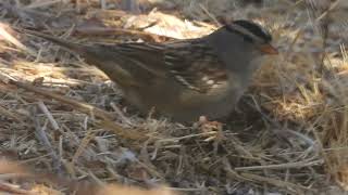 Whitecrowned sparrow feeding California 92563 [upl. by Htebi]