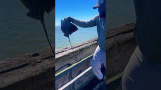 Bay fishing leopardshark stingrays saltwaterlife [upl. by Primavera]