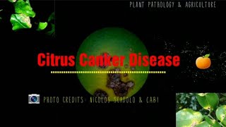 Citrus canker disease  Bacterial disease  leaves and fruits drop prematurely [upl. by Victory]