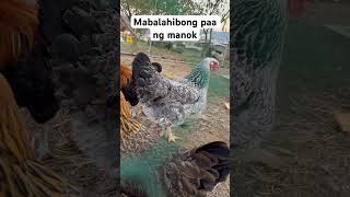 Mabalahibong paa ng manok [upl. by Mair]