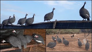 صوت الدجاج الحبشي ، صوت القبج ، صوت الحجل Amazing Guinea Fowl Sounds [upl. by Gilbart293]