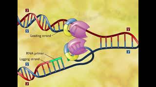 DNA Replication 3D Animation [upl. by Eylloh]