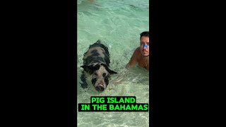 Pig Island In The Bahamas shorts [upl. by Ycrem]