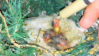 Feeding goldfinch chicks manually fun scenes [upl. by Knute341]