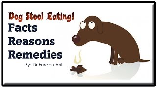 Dog stool eating Reason and Remedies UrduHindi [upl. by Ingeberg]