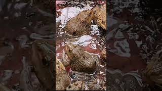 frogs frog​​​​​​fishingvideo babyanimals frogging animals amazingfish short shortsvideo 5 [upl. by Ricard]