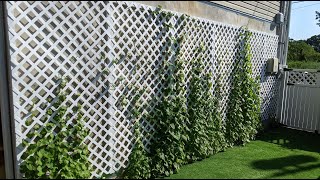 How to build trellis for a climbing plant [upl. by Vincelette668]