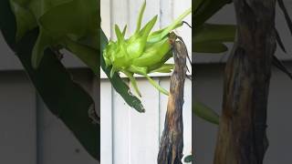 Dragon fruit time lapse [upl. by Aracot]