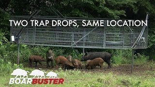 Two successful BoarBuster™ feral hog trappings at the same location [upl. by Jaban883]