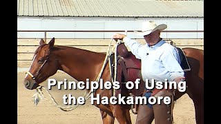 Horse Training Hackamore Bosal Principles  How To Train A Horse Using A Braided Hackamore [upl. by Hgielek410]