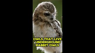 Owls That Live Underground  Rabbit Owls shorts [upl. by Urdna]