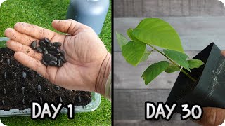 FASTEST Way to Germinate Cherimoya at Home Amazing Method  Tonis Organic Vegetable Garden [upl. by Casey525]