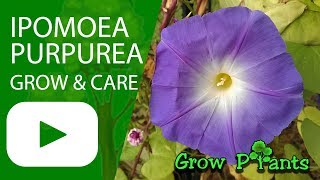 Ipomoea purpurea  grow care and other uses [upl. by Latimer]