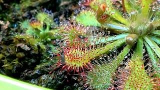 Drosera Spatulata catching gnat [upl. by Etterrag829]