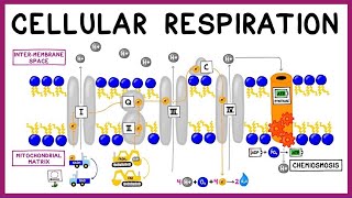 Cellular Respiration Glycolysis Krebs Cycle amp the Electron Transport Chain [upl. by Sandstrom]