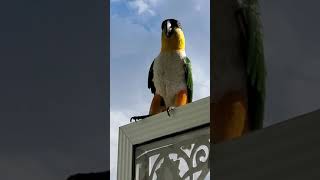 Talking Black Head Caique Parrotsinging away on a sunny day Hes my Tiki Bird 🐦 [upl. by Doherty]