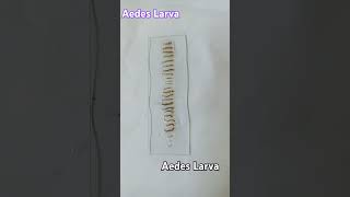 Aedes Larva aedes aedesaegypti larva bangladesh mosquito [upl. by Renault613]