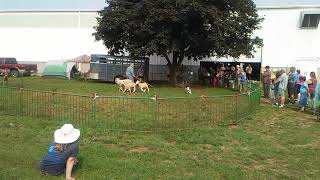 Michigan Fiber Festival Sheep herding demo [upl. by Winne]