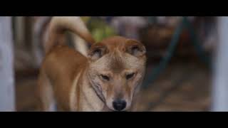 TRAILER 2  HACHIKO 2 SIEMPRE A TU LADO  STARFILMS [upl. by Arek]