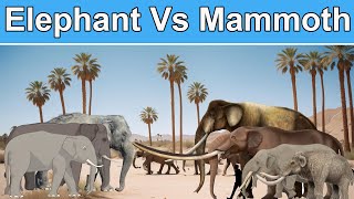 Elephant Vs Mammoth species size comparison in 2024  Elephant vs Mammoth Size Showdown 2024 🐘 [upl. by Rossner485]