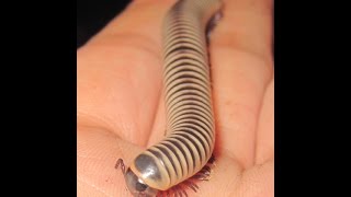 Chicobolus SpinigerusFlorida Ivory Millipedes [upl. by Htaras]