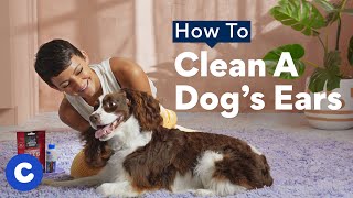 How To Clean a Dog’s Ears  Chewtorials [upl. by Karalynn603]