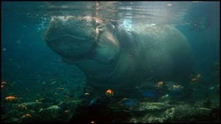 Hippo Holding Breath Under Water Hippopotamus amphibius [upl. by Paine]