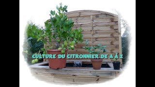 Culture du citronnier de A à Z  Monjardindansleslandes [upl. by Bates]