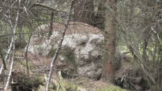 Creepy boulder in the woods with a face Auldearn outskirts [upl. by Modnar]