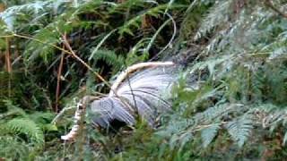 Lyre bird mimicking a kookaburra among others [upl. by Kylie]