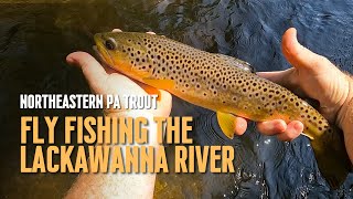 Northeastern PA Trout Fly Fishing the Lackawanna River [upl. by Floro606]