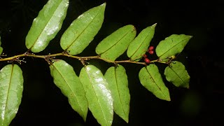 The Ancestor of All Flowers  Amborella trichopoda Cameo by Jurassic Fern Dungeon [upl. by Nazus]