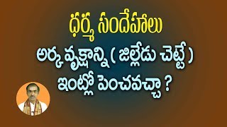 Special Dharma Sandehalu ఇంటి ఆవరణలో జిల్లేడు మొక్క ఉండవచ్చా  About Jilledu Chettu in Home [upl. by Essex]