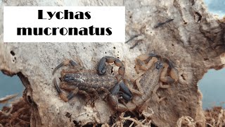 Всё о содержании Lychas mucronatus [upl. by Egwan]