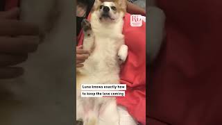 This corgi didnt want the belly rubs to end dogs [upl. by Kandace]