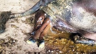 Cow Giving Birth  Natural Calving Process  The Hoof Fixers [upl. by Hadnama]