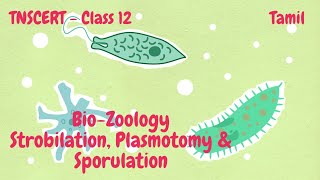 BioZoology  Class12  TNSCERT  Strobilation Plasmotomy amp Sporulation  Tamil [upl. by Marshal]