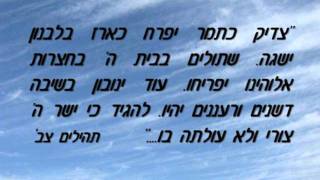 צדיק כתמר Tsadik Katamar [upl. by Rosamond]