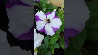 Petunia Flower flowers natureplants plantbeauty nature shorts shortvideo viralvideo [upl. by Galatia]