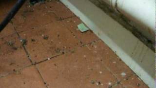 Cockroaches in Restaurant  Pests DVD Clip [upl. by Alihet670]