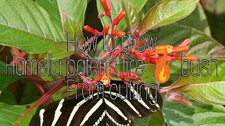 How to grow hamelia fire 🔥 bush from cutting in rainy season 21 July 2017 [upl. by Nnairrehs]