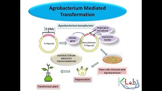 Agrobacterium mediated Gene Transformation [upl. by Leila]