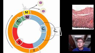 Cell Cycle Mitosis and Meiosis [upl. by Elkcim769]