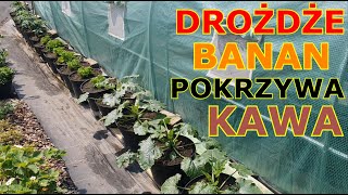 DO WARZYW Pokrzywa Skórka z banana Drożdże Skorupki z jajek Skoszona trawa Popiół Fusy z kawy [upl. by Uchida708]