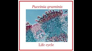 Puccinia Life Cycle [upl. by Hamitaf261]