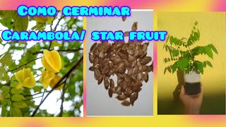 Como germinar semillas de carambola star fruit o fruta estrella fácil y rápido misplantitas [upl. by Wall863]