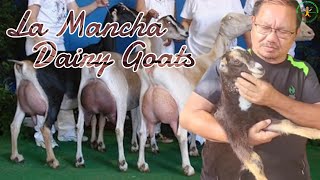 Lamancha Dairy Goats  Goat Farming in the Philippines [upl. by Ahsakat]