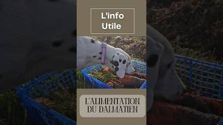 L’alimentation du dalmatien 🥩🥕 shorts [upl. by Shamrao]